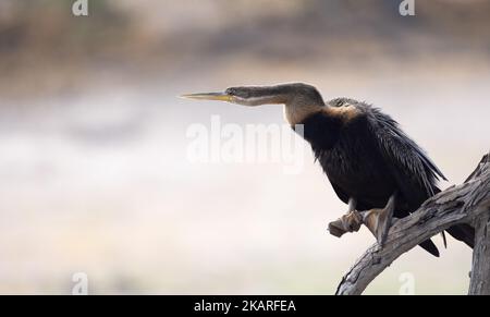 Der afrikanische Darter-Vogel, Anhinga rufa, auch bekannt als der Schlangenvogel wegen seines langen flexiblen Halses, ein Wasservogel, Okavango Delta, Botswana Afrika. Afrikanische Vögel. Stockfoto