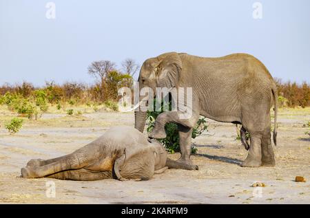 Toter Elefant, Loxodonta africana - ein erwachsener Elefant, der einen toten afrikanischen Elefanten trauert, Okavango Delta Botswana Africa. Das Verhalten der Tiere Stockfoto