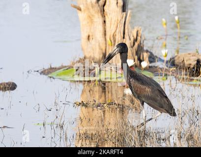 Afrikanischer Openbill Stork, Botsuana. Anastomus lamelligerus, waten im Wasser in einem See, Okavango Delta, Botswana Afrika Stockfoto