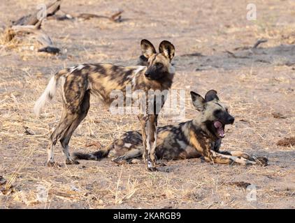 Zwei afrikanische Wildhunde, Lycaon Pictus, Moremi Wildreservat, Okavango Delta, Botswana Afrika. Gefährdete Arten afrikanischer Wildtiere Stockfoto