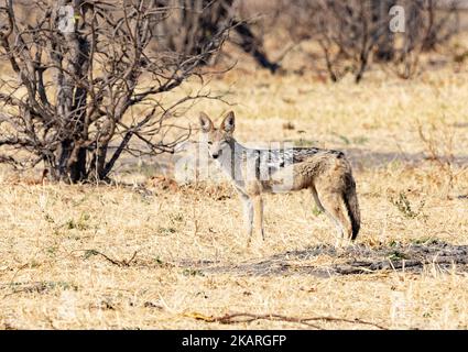 Schwarzer Schakal, Lupulella mesomelas, auch bekannt als Silberschakal. Seitenansicht in der Wildnis, Chobe-Nationalpark, Botswasna Afrika. Afrikanische Wildtiere Stockfoto