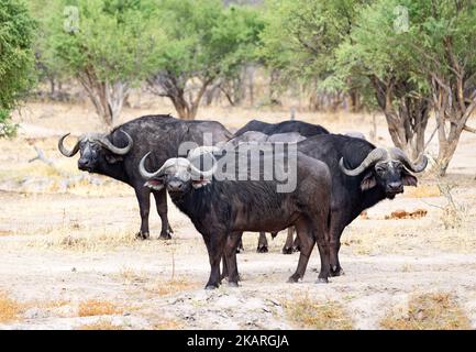 Afrikanischer Büffel, Syncerus Caffer, alias. Cape Buffalo, eine Gruppe von drei Büffeln, die in die Kamera schauen, Chobe-Nationalpark, Botswana-Afrika. Stockfoto