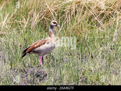 Ägyptische Gans, Alopochen aegyptiacus, ein erwachsener Vogel, Okavango Delta Botsuana Afrika. Afrikanische Vögel. Stockfoto