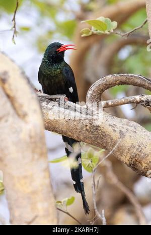 Green Wood Hoopoe, Phoeniculus purpureus, ein erwachsener Vogel hoch oben in einem Baum, Okavango Delta Wildtiere, Botsuana Afrika. Afrikanische Vögel. Stockfoto