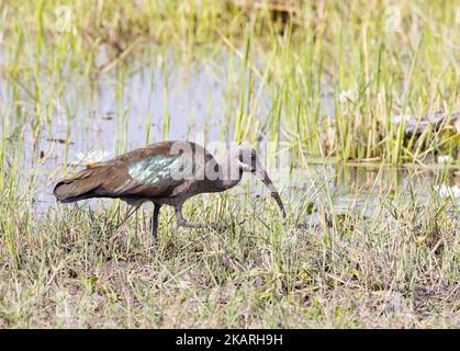 Hadada Ibis, Bostrychia hagedash, ein afrikanischer Ibis im Moremi Game Reserve, Okavango Delta, Botswana, Afrika. Afrikanische Vögel. Stockfoto