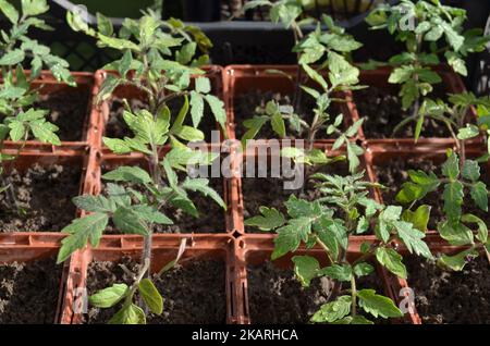 Tomatensämlinge in quadratischen Schalen. Konzept des Anbaus Ihrer eigenen Bio-Lebensmittel. Stockfoto