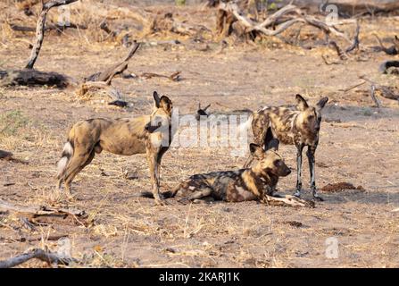 Kleinpackung mit drei afrikanischen Wildhunden, Lycaon Pictus, alias Painted Dog, Moremi Game Reserve, Botswana Africa. Afrikanische Wildtiere. Stockfoto