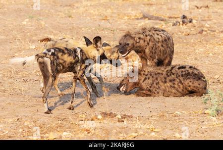 Konfrontation zwischen zwei afrikanischen Wildhunden und zwei gefleckten Hyänen, Raubtiere im Okavango-Delta, Botswana-Afrika. Afrikanische Tiere. Stockfoto