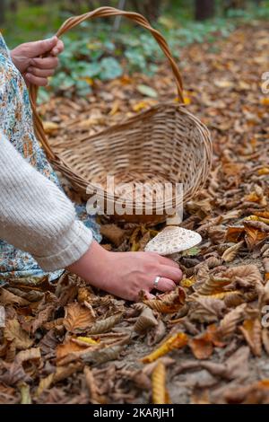 Eine Frau in einem Kleid mit Pflanzen- und Blumenmuster pflückt Pilze auf einem Pfad, der mit Blättern im Wald bedeckt ist, in einem Korb mit Griff Stockfoto