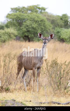 Eine Erwachsene Frau, Greater Kudu, Tragelaphus strepsiceros, steht im Grasland, Chobe-Nationalpark, Botswana-Afrika. Afrikanische Wildtiere Stockfoto