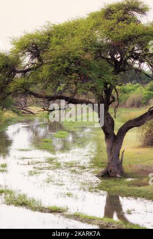 Afrikanische Landschaft - Bäume, die am frühen Morgen an den Kwai-Fluss angrenzen, Kwai-Konzession, Moremi Game Reserve, Okavango-Delta, Botswana-Landschaften in Afrika. Stockfoto