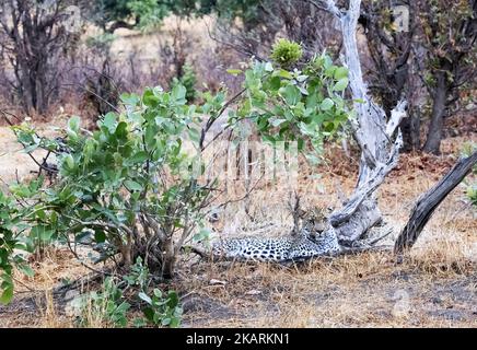 Getarnter männlicher Leopard, Panthera pardus, liegt im Okavango-Delta, Botswana Afrika. Afrikanische Wildtiere Stockfoto