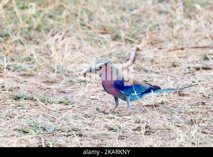 Fliederbrust Roller am Boden, ernähren sich von einem Insekt, Coracias caudatus, Chobe, Botswana Afrika. Afrikanischer Vogel. Stockfoto