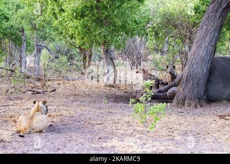 Ein Löwe, der gefleckte Hyänen beobachtet, die sich am Körper eines Elefanten nähren; Okavango Delta Botswana Africa. Afrikanische Tiere. Stockfoto