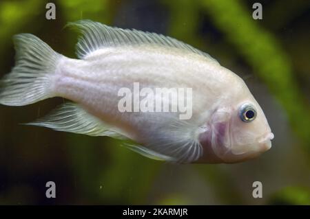 Pielęgnica Zebra; Pink Convict Cichlid; Amatitlania nigrofasciata; Zebrabuntbarsch; 九間始麗魚; Stockfoto