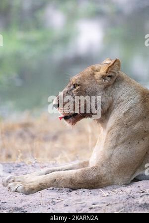 Löwe - Erwachsene Löwin, Panthera leo, Kopf und Schultern schauen nach links, Blut um den Mund, Botsuana Afrika. Afrikanische Raubtiere, afrikanische Wildtiere. Stockfoto