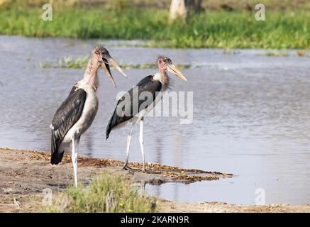 Marabou-Storch, Leptoptilos Crumenifer. Zwei Marabou-Storche stehen am Wasser, Okavango Delta, Botswana Afrika. Afrikanische Vögel. Stockfoto