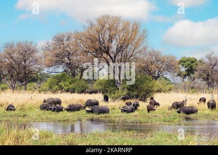 Afrikanische Landschaft; Büffelfütterung am Kwai-Fluss, Moremi-Wildreservat, Botswana-Afrika. - Wildtierlandschaften. Stockfoto