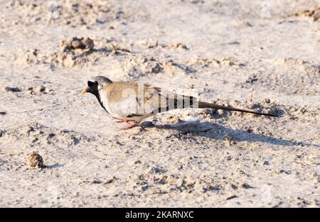 Namaqua Dove Botswana - Oena capensis - ein männlicher Erwachsener am Boden, Moremi Game Reserve, Okavango Delta, Botswana Afrika. Botswana-Vogel. Stockfoto