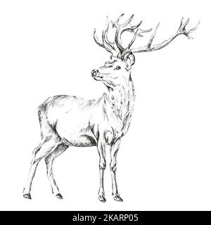Bleistiftzeichnung (Tusche) eines Rothirsches (Cervus elaphus). Handgezeichnete schwarz-weiße Illustration auf weißem Hintergrund.
