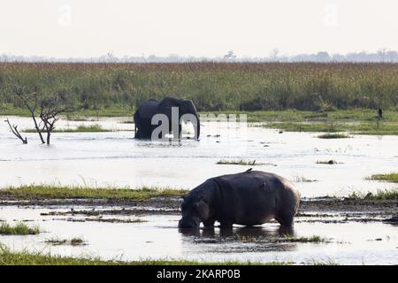 Wilde Tiere in einer Landschaftsszene von Okavango, Nilpferde und Elefanten im Wasser bei Dämmerung, Okavango Delta, Botswana Afrika. Afrikanische Tiere Stockfoto