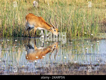 Rote Lechwe-Antilope, die aus dem Kwai-Fluss trinkt, Kobus leche, Moremi-Wildreservat, Okavango-Delta, Botswana-Afrika. Afrikanische Tierwelt. Stockfoto