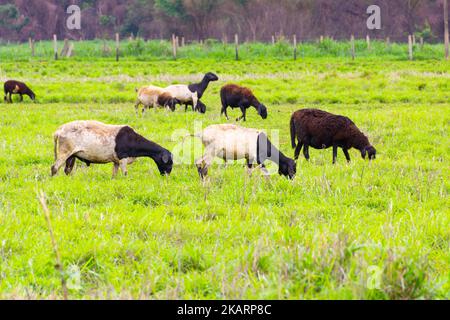 Goiânia, Goias, Brasilien – 30. Oktober 2022: Eine kleine Herde Dorper Schafe auf der Weide, die sich auf Gras ernährt. Stockfoto