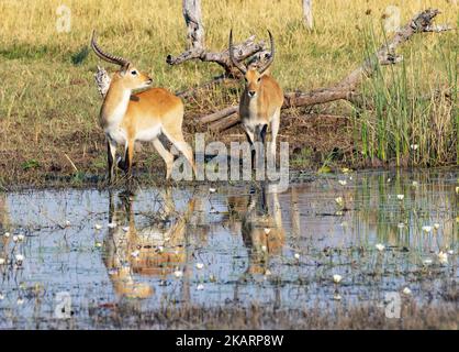 Rote Lechwe-Antilope, die aus dem Kwai-Fluss, dem Moremi-Wildreservat, dem Okavango-Delta, Botswana-Afrika trinkt. Afrikanische Tierwelt. Stockfoto