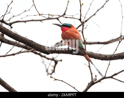 Südlicher Carmine Bee Eater Botswana. Merops nubicoides, thront in einem Baum, Moremi Game Reserve, Okavango Delta, Botswana Afrika Stockfoto