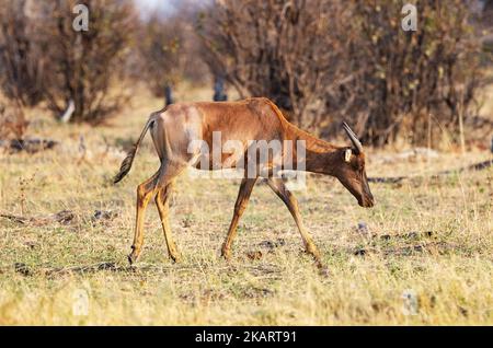 Ein erwachsener Sessebe oder gewöhnlicher Sessebe, Antilope, Damaliscus lunatus lunatus; Moremi-Wildreservat, Okavango Delta, Botswana Afrika. Afrikanische Antilope Stockfoto