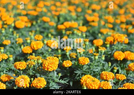 Cempasuchi auch als mexikanische Ringelblume bekannt. Feld der Blume von cempasúchil für den Vertrieb auf den Märkten, um die Angebote am Tag der Toten zu schmücken. Mehr als 250 Tausend Blüten von cempasúchil 'Tagetes erecta' werden am 06. Oktober 2017 in Xochimilco, Mexiko, geerntet. (Foto von Carlos Tischler/NurPhoto) Stockfoto