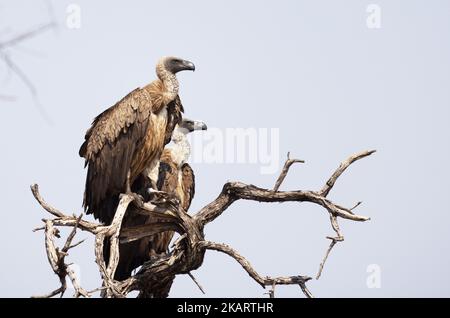 Weiße Geier, Zigeuner africanus, zwei Geier in einem Baum, Okavango Delta, Botsuana Afrika. Gefährdete Vogelarten Stockfoto