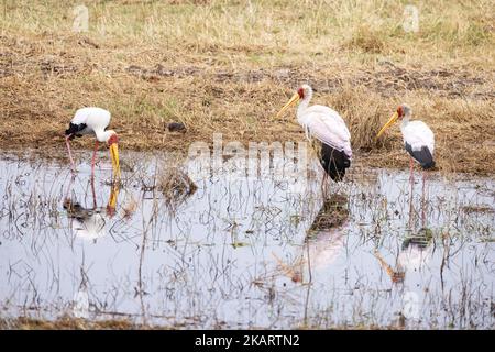 Gelbschnabelstorch, Mycteria ibis; drei im Wasser stehende Vögel, Okavango Delta, Botswana Afrika. Afrikanische Vögel. Stockfoto
