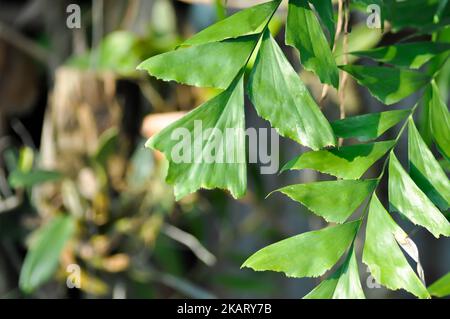 Caryota urens, Palmae oder ARECACEAE oder Caryota mitis Lour oder Fishtail Palm oder Wart Fishtail Palm Pflanze Stockfoto