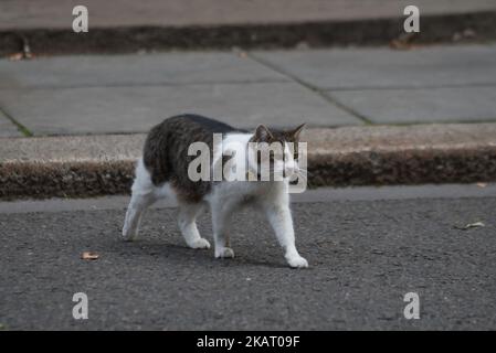 Larry, die Katze aus dem Jahr 10, ist am 17. Oktober 2017 außerhalb der Downing Street, London, Großbritannien, abgebildet. (Foto von Alberto Pezzali/NurPhoto) Stockfoto