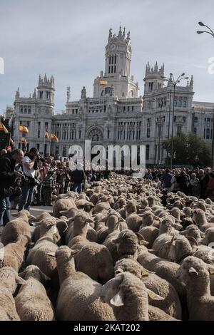 Hunderte von Schafen entlang einer Straße im Zentrum von Madrid, Spanien, 22. Oktober 2017. Während der Ausgabe 24. der Fiesta de la Transhumancia (Transhumance Festival). Die jährliche Veranstaltung sieht Hunderte von Schafen durch die spanische Hauptstadt geführt in einer Tradition der saisonalen Viehwanderung aus dem Mittelalter gehalten, um die Bedeutung der Hirten in der ländlichen Entwicklung und ihre Kultur in Spanien zu betonen. (Foto von Oscar Gonzalez/NurPhoto) Stockfoto
