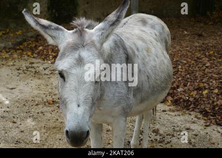 Detailansicht auf weißem Miniatur-Esel, in lateinischer Sprache Equus asinus f. asinus mit Blick auf die Kamera. Stockfoto