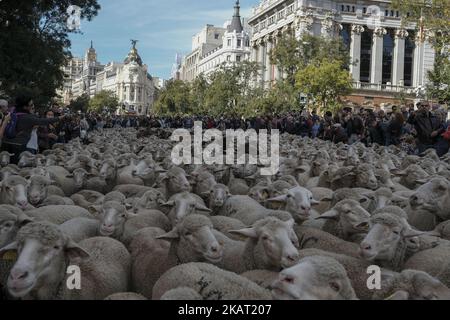 Hunderte von Schafen entlang einer Straße im Zentrum von Madrid, Spanien, 22. Oktober 2017. Während der Ausgabe 24. der Fiesta de la Transhumancia (Transhumance Festival). Die jährliche Veranstaltung sieht Hunderte von Schafen durch die spanische Hauptstadt geführt in einer Tradition der saisonalen Viehwanderung aus dem Mittelalter gehalten, um die Bedeutung der Hirten in der ländlichen Entwicklung und ihre Kultur in Spanien zu betonen. (Foto von Oscar Gonzalez/NurPhoto) Stockfoto