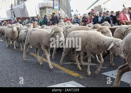 Hunderte von Schafen entlang einer Straße im Zentrum von Madrid, Spanien, 22. Oktober 2017. Während der Ausgabe 24. der Fiesta de la Transhumancia (Transhumance Festival). Die jährliche Veranstaltung sieht Hunderte von Schafen durch die spanische Hauptstadt geführt in einer Tradition der saisonalen Viehwanderung aus dem Mittelalter gehalten, um die Bedeutung der Hirten in der ländlichen Entwicklung und ihre Kultur in Spanien zu betonen. (Foto von Oscar Gonzalez/NurPhoto) Stockfoto