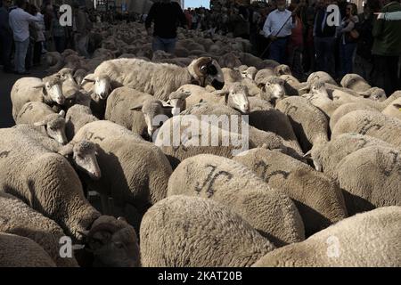 Hunderte von Schafen entlang einer Straße im Zentrum von Madrid, Spanien, 22. Oktober 2017. Während der Ausgabe 24. der Fiesta de la Transhumancia (Transhumance Festival). Die jährliche Veranstaltung sieht Hunderte von Schafen durch die spanische Hauptstadt geführt in einer Tradition der saisonalen Viehwanderung aus dem Mittelalter gehalten, um die Bedeutung der Hirten in der ländlichen Entwicklung und ihre Kultur in Spanien zu betonen. (Foto von Oscar Gonzalez/NurPhoto) Stockfoto