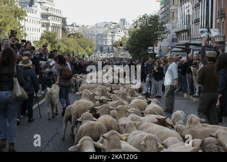 Hunderte von Schafen entlang einer Straße im Zentrum von Madrid, Spanien, 22. Oktober 2017. Während der Ausgabe 24. der Fiesta de la Transhumancia (Transhumance Festival). Die jährliche Veranstaltung sieht Hunderte von Schafen durch die spanische Hauptstadt geführt in einer Tradition der saisonalen Viehwanderung aus dem Mittelalter gehalten, um die Bedeutung der Hirten in der ländlichen Entwicklung und ihre Kultur in Spanien zu betonen. (Foto von Oscar Gonzalez/NurPhoto) Stockfoto