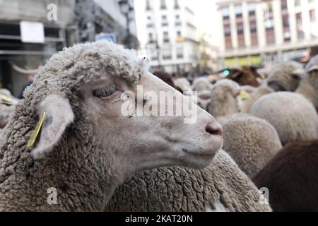 Hunderte von Schafen entlang einer Straße im Zentrum von Madrid, Spanien, 22. Oktober 2017. Während der Ausgabe 24. der Fiesta de la Transhumancia (Transhumance Festival). Die jährliche Veranstaltung sieht Hunderte von Schafen durch die spanische Hauptstadt geführt in einer Tradition der saisonalen Viehwanderung aus dem Mittelalter gehalten, um die Bedeutung der Hirten in der ländlichen Entwicklung und ihre Kultur in Spanien zu betonen. (Foto von Oscar Gonzalez/NurPhoto) Stockfoto