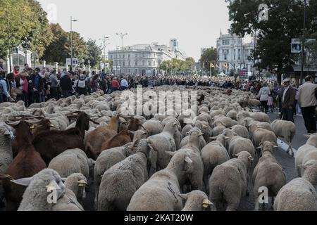 Hunderte von Schafen entlang einer Straße im Zentrum von Madrid, Spanien, 22. Oktober 2017. Während der Ausgabe 24. der Fiesta de la Transhumancia (Transhumance Festival). Die jährliche Veranstaltung sieht Hunderte von Schafen durch die spanische Hauptstadt geführt in einer Tradition der saisonalen Viehwanderung aus dem Mittelalter gehalten, um die Bedeutung der Hirten in der ländlichen Entwicklung und ihre Kultur in Spanien zu betonen. (Foto von Oscar Gonzalez/NurPhoto) Stockfoto