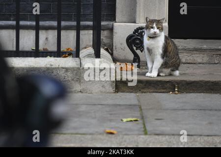 Larry, die Katze aus dem Jahr 10, ist am 25. Oktober 2017 außerhalb der Downing Street in london abgebildet. (Foto von Alberto Pezzali/NurPhoto) Stockfoto