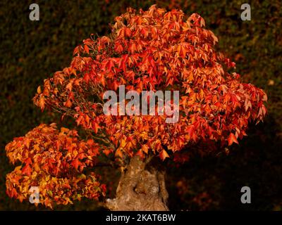 Nahaufnahme der orange-rot-gelben Herbstblätter des als Bonsai-Baum gewachsenen japanischen Ahorns Acer buergerianum Trident. Stockfoto