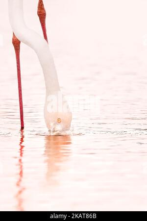 Ein monochromes Bild in Pink mit einem zugeschnittenen Flamingo, der den Kopf ins Wasser taucht, während er in die Kamera schaut, Minimalismus, Kopierraum, High-Key Stockfoto