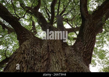 Verzweigte Krone und Stamm einer Jahrtausendeiche. Stockfoto