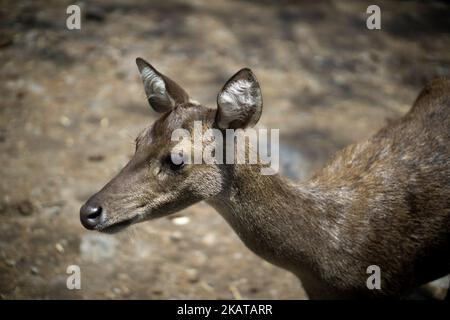 Ein junges Impala (Aepyceros melampus) auf einem verschwommenen Hintergrund Stockfoto