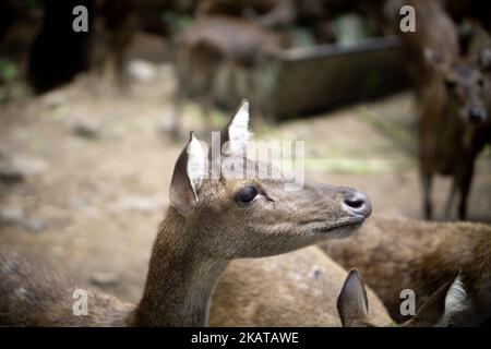 Ein junges Impala (Aepyceros melampus) auf unscharfem Hintergrund Stockfoto