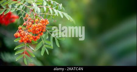 Rote reife Rowanbeeren im Spätsommer, geringe Feldtiefe, Bokeh-Hintergrund Stockfoto